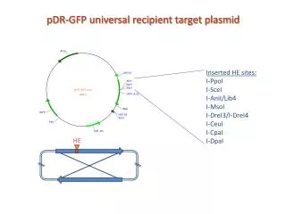 Inserted HE sites: I-PpoI I-SceI I-AniI/Lib4 I-MsoI I-DreI3/I-DreI4 I-CeuI I-CpaI I-DpaI