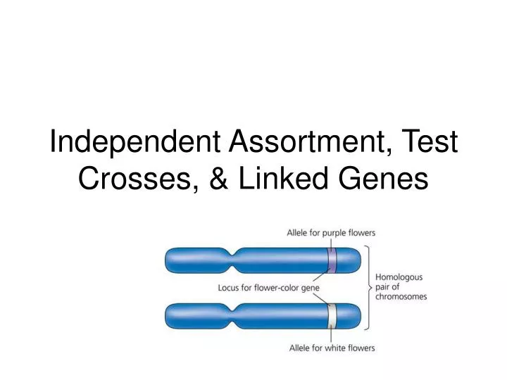 independent assortment test crosses linked genes