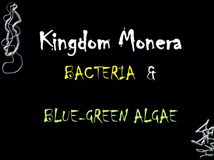 kingdom monera bacteria blue green algae