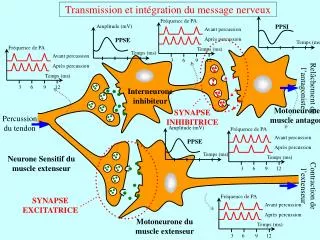 transmission et int gration du message nerveux