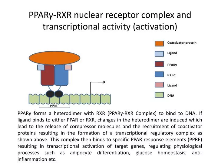 ppar rxr nuclear receptor complex and transcriptional activity activation