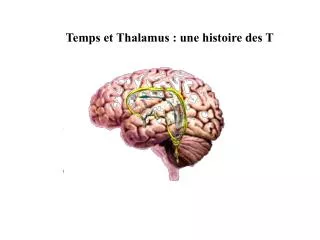 Temps et Thalamus : une histoire des T