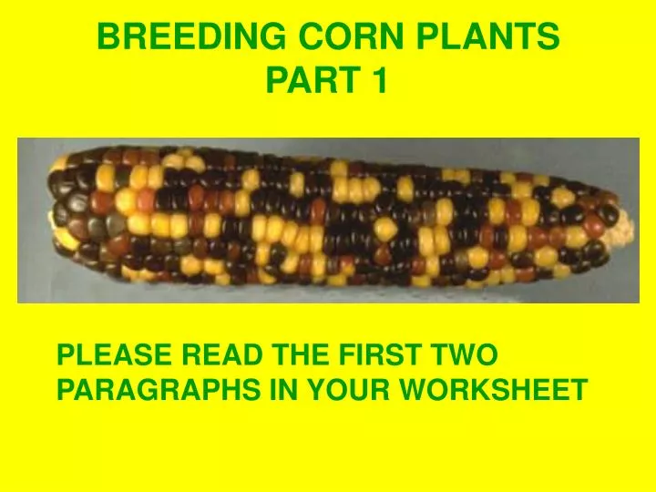 breeding corn plants part 1