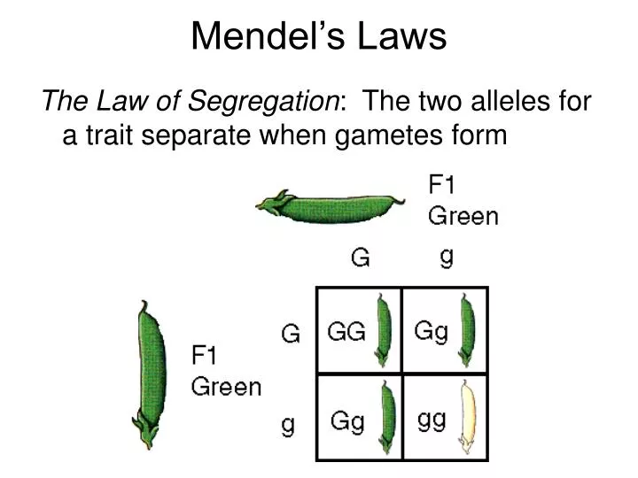 mendel s laws