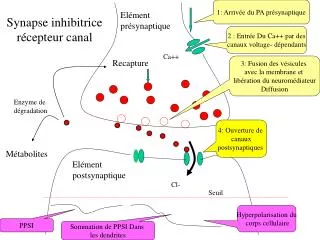 synapse inhibitrice r cepteur canal