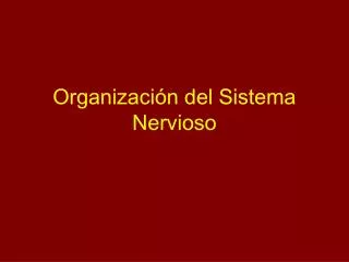 organizaci n del sistema nervioso