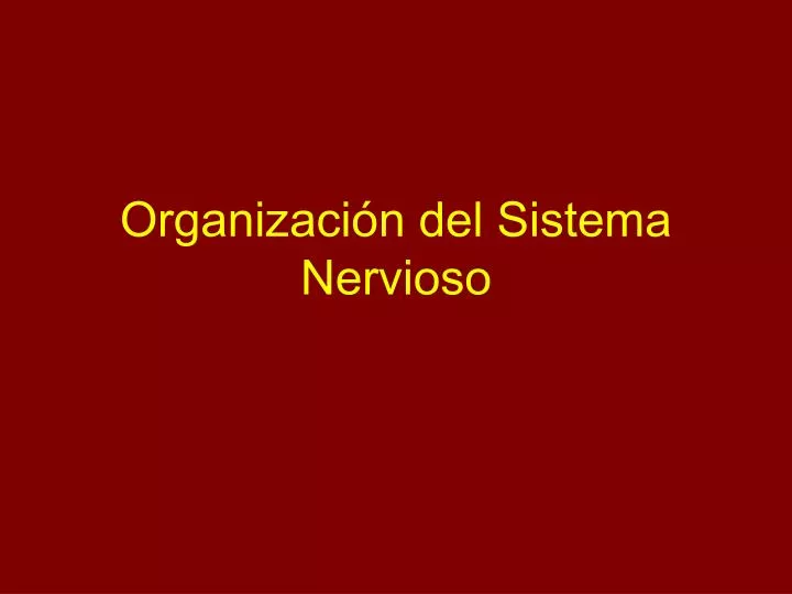 organizaci n del sistema nervioso