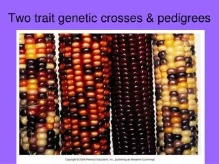 Two trait genetic crosses &amp; pedigrees