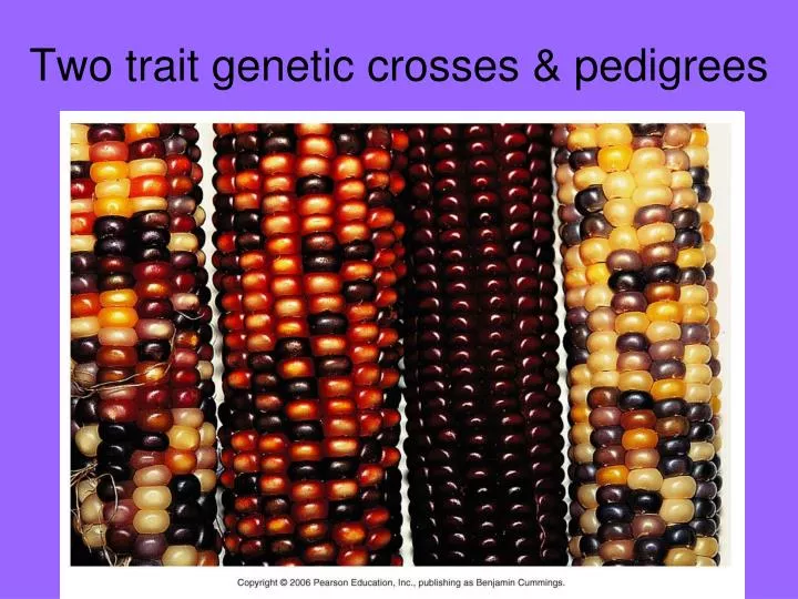 two trait genetic crosses pedigrees
