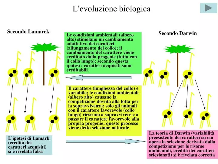 l evoluzione biologica