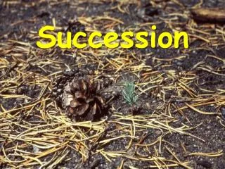 Succession