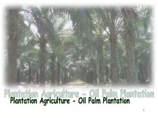 Plantation Agriculture - Oil Palm Plantation