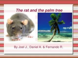 The rat and the palm tree
