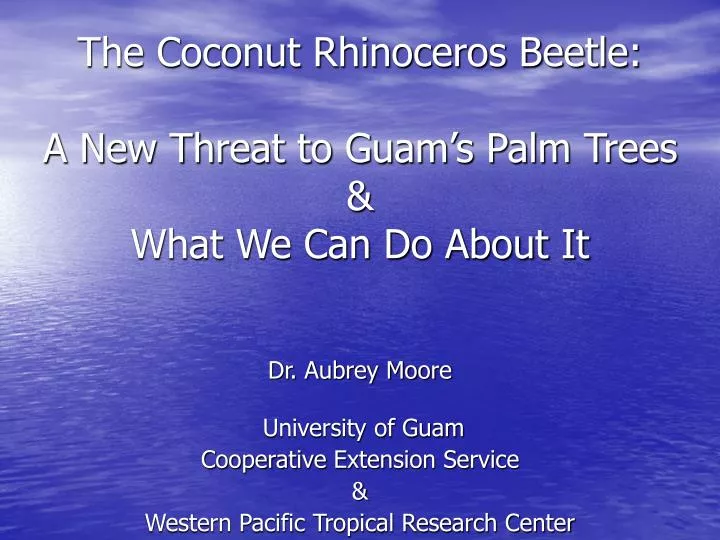 the coconut rhinoceros beetle a new threat to guam s palm trees what we can do about it