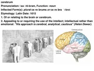 cerebrum Pronunciation: \s?-?r?-br?m, Function: noun