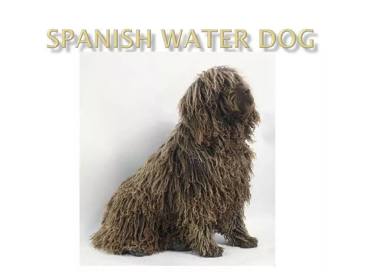 spanish water dog