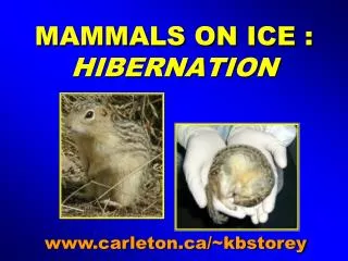 MAMMALS ON ICE : HIBERNATION