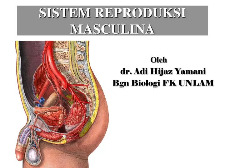 sistem reproduksi masculina