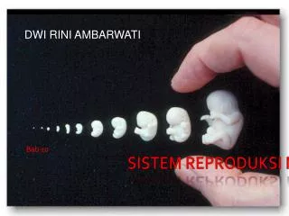 sistem reproduksi manusia