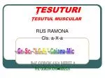 ŢESUTURI ŢESUTUL MUSCULAR - slide 1