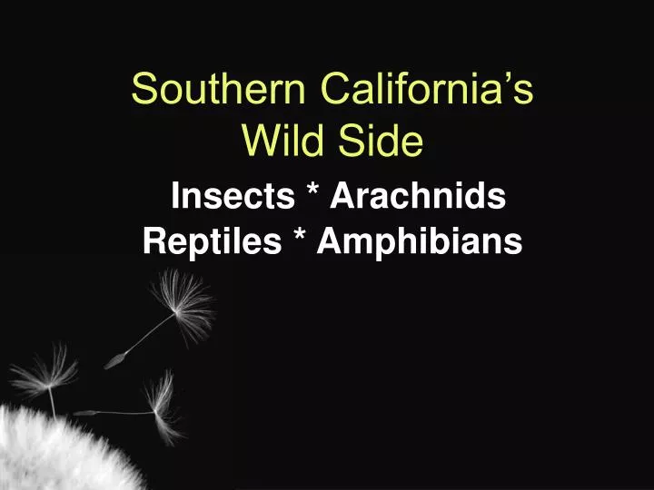 southern california s wild side insects arachnids reptiles amphibians