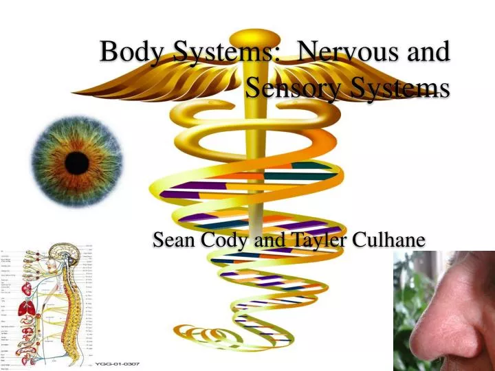 body systems nervous and sensory systems
