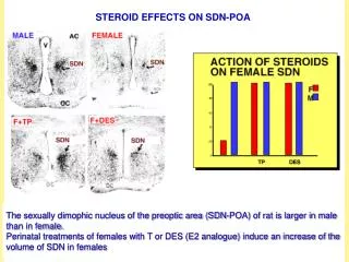 STEROID EFFECTS ON SDN-POA