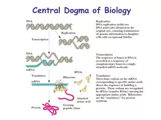 Central Dogma of Biology