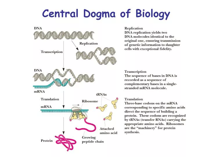 central dogma of biology