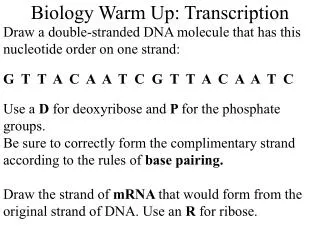 Biology Warm Up: Transcription