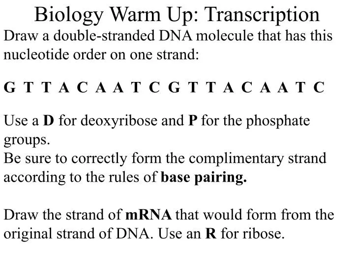 biology warm up transcription