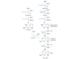 RNA ? Cyt ? Ura