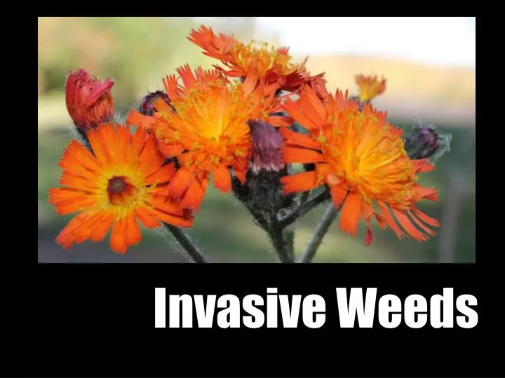invasive weeds