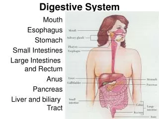 Digestive System