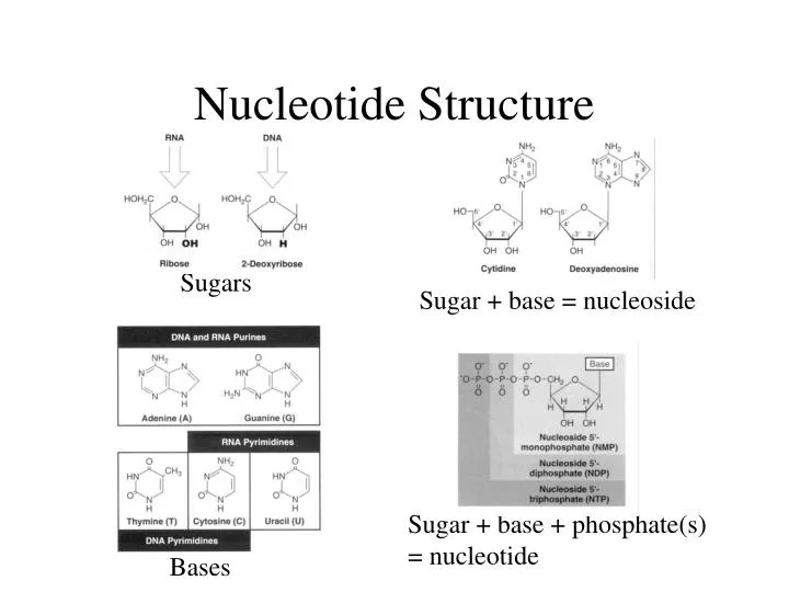 nucleotide structure