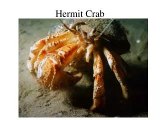 Hermit Crab