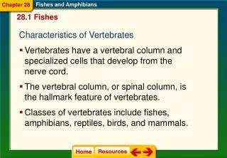 Characteristics of Vertebrates