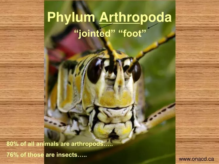 phylum arthro poda jointed foot