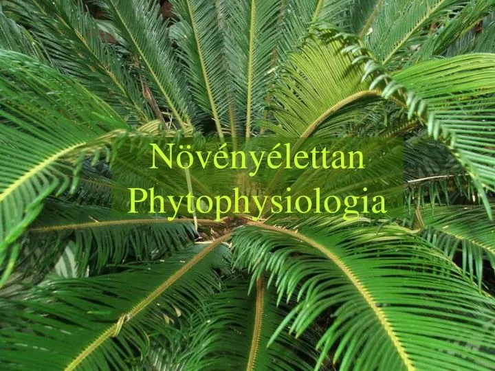 n v ny lettan phytophysiologia