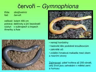 ervo i gymnophiona