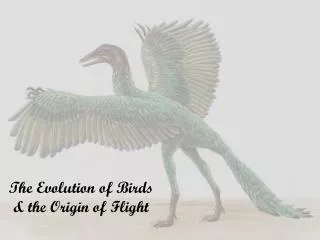 The Evolution of Birds &amp; the Origin of Flight