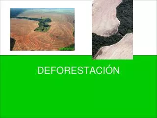 deforestaci n