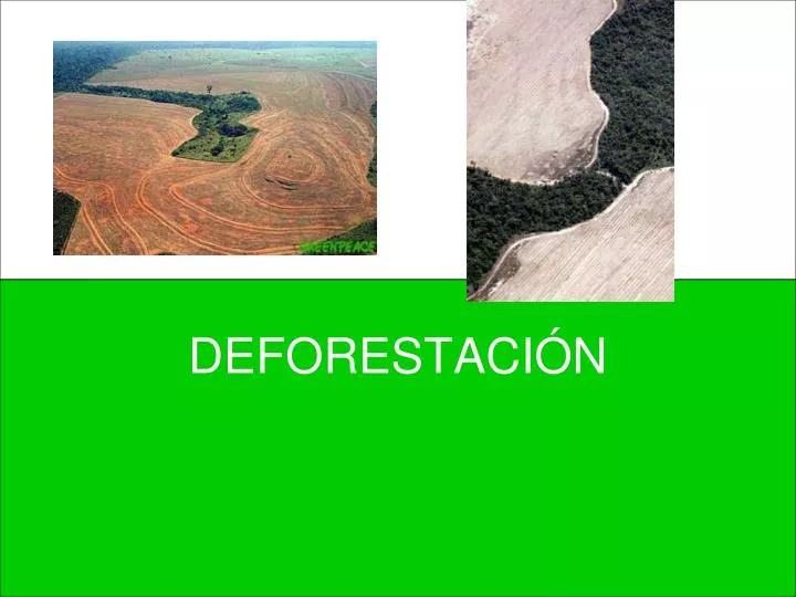 deforestaci n