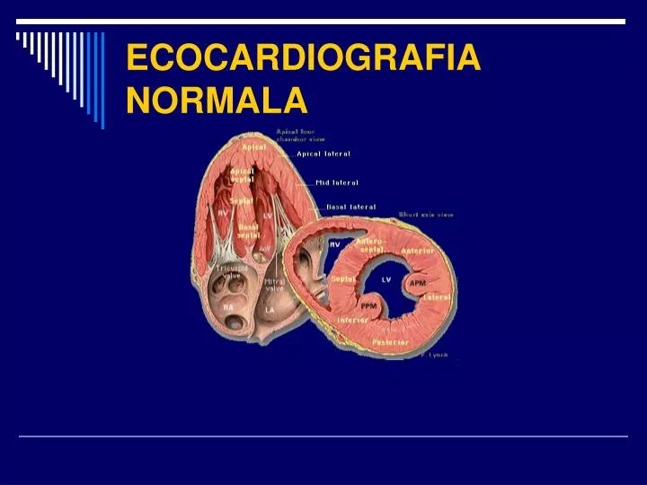 ecocardiografia normala