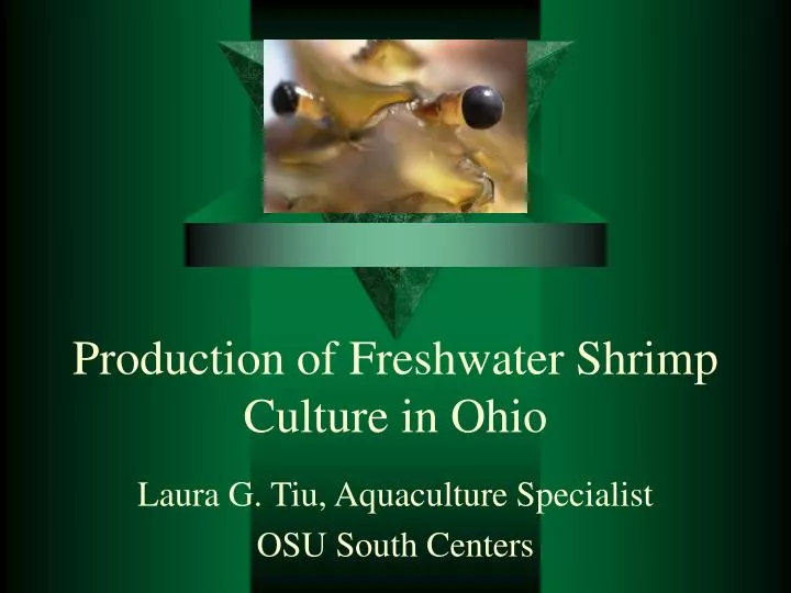 production of freshwater shrimp culture in ohio