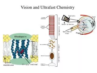 Vision and Ultrafast Chemistry