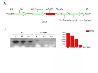 Nos-Promoter nptII gene4-polyA