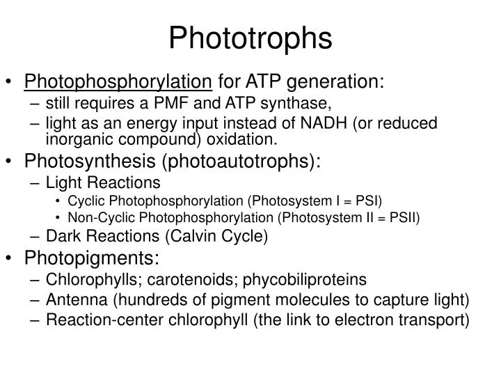 phototrophs