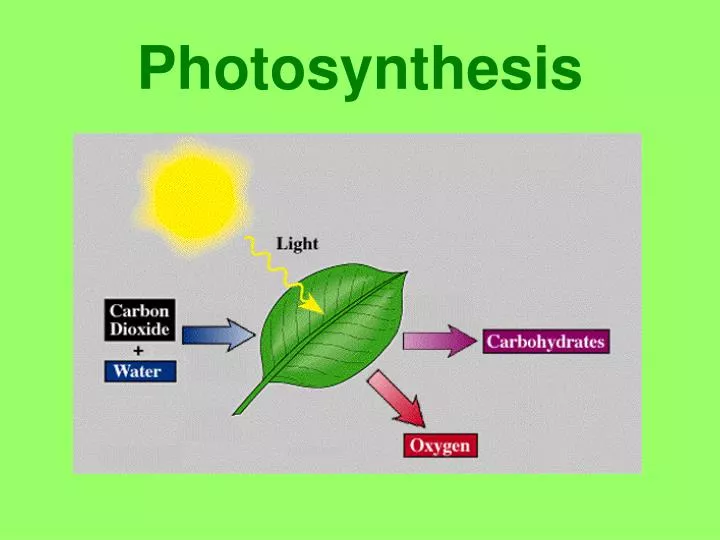 photosynthesis