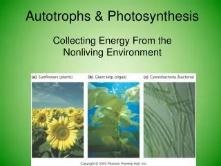 Autotrophs &amp; Photosynthesis